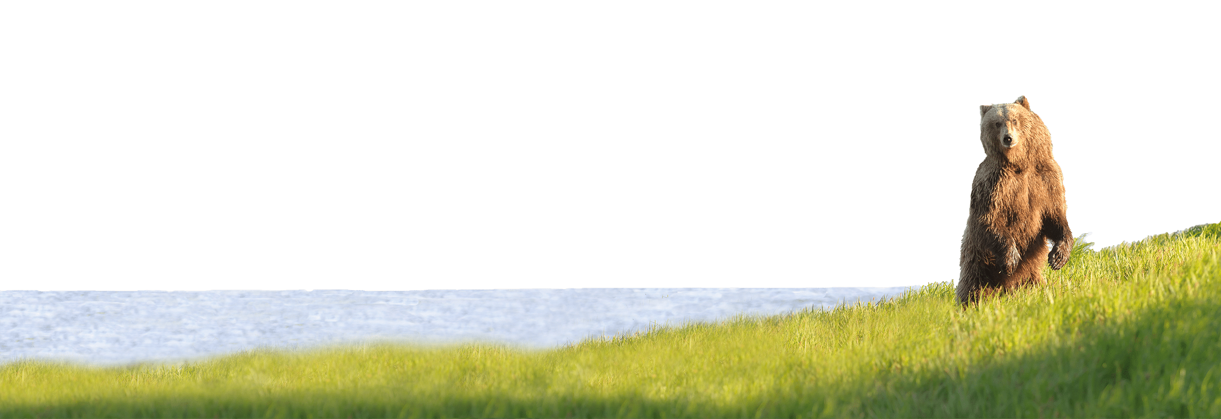 A bear stands on a grassy slope next to a tranquil body of water, gazing at one of nature's serene destinations.