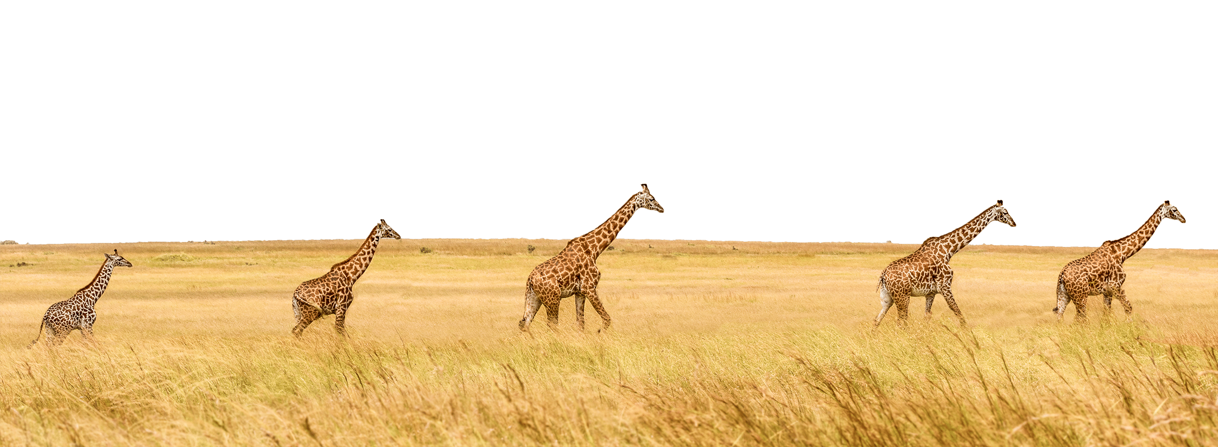 Five giraffes browse in a line through the grassy savannah, gracefully gliding like they're on a leisurely trip.