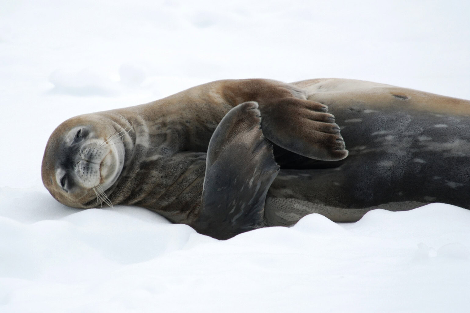 A seal.