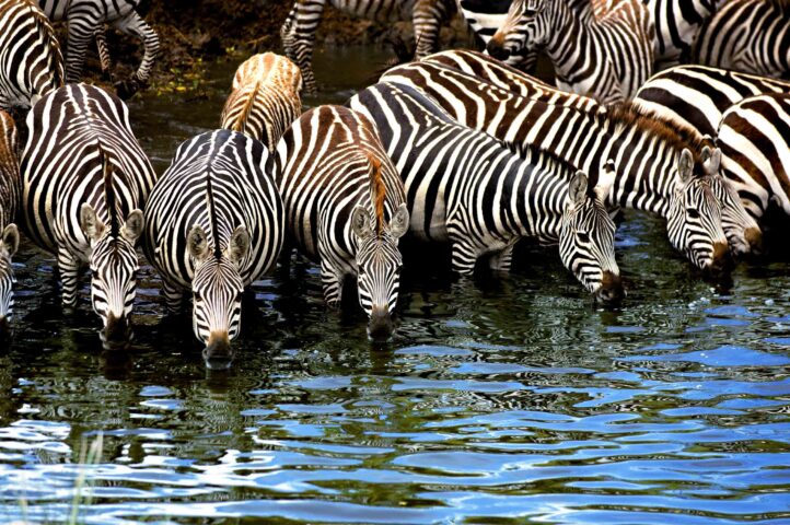 A group of zebras, as if guided by an invisible traveler, drinks water in the serene wilderness.