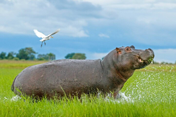 On your adventure, you'll spot a hippo in the grass.
