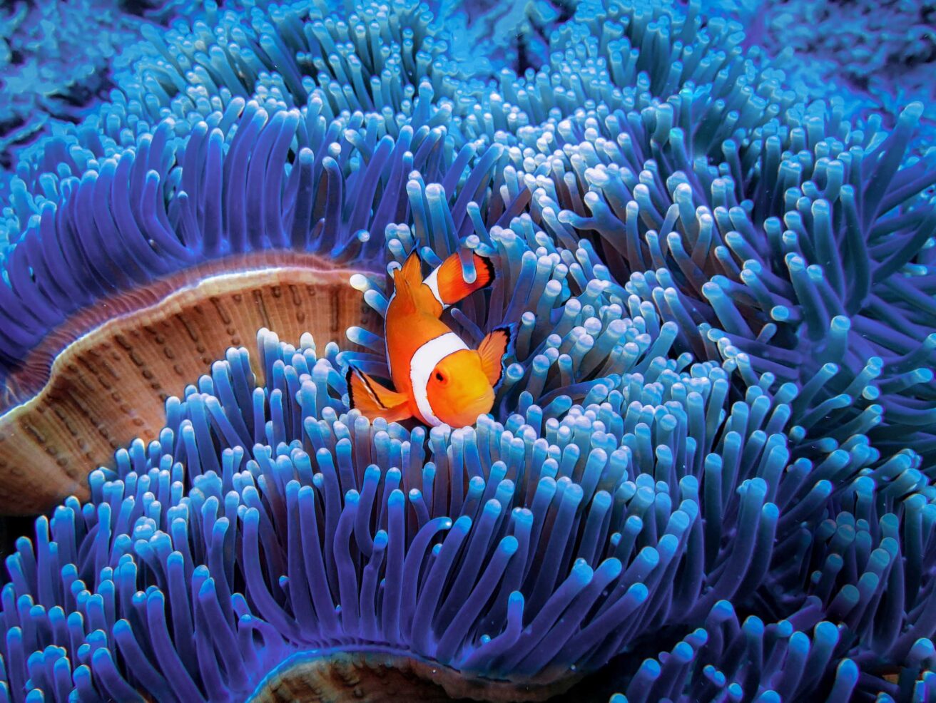 A clown fish.