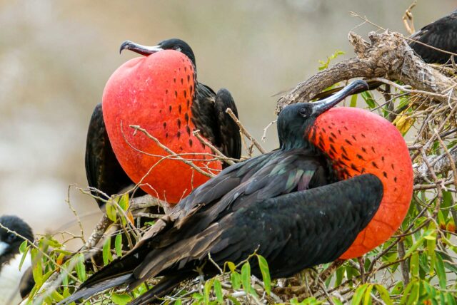 Two Frigatebirds.