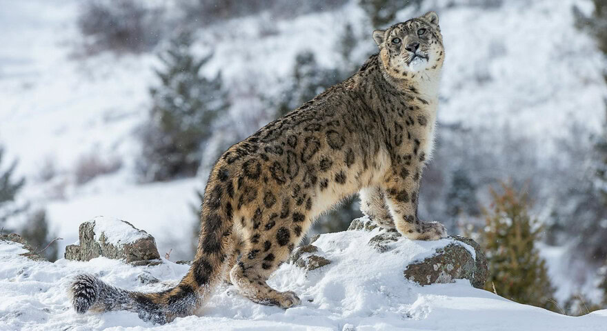 A snow leopard stands on a snowy rocky terrain with a forested background, embodying the spirit of adventure every traveler seeks on their epic trip.
