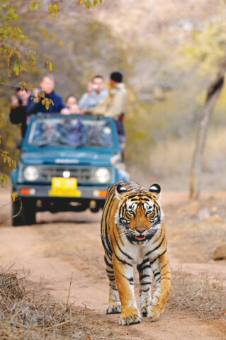 A tiger walks along a dirt path in a forested area as an adventure guide leads a group observing from an open-top jeep in the background.