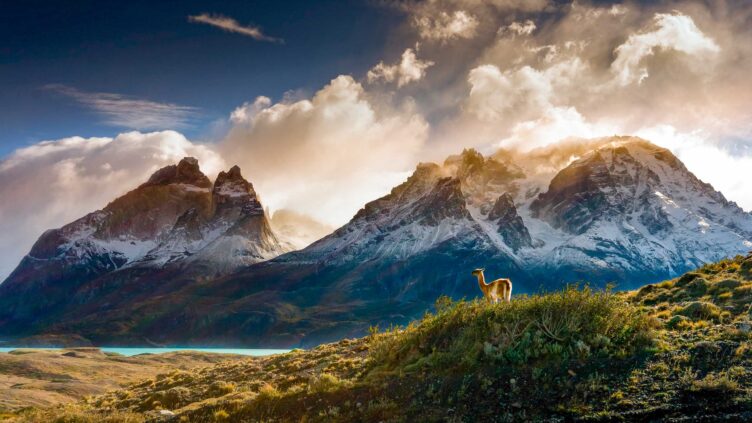 A guanaco by Cuernos del Paine.
