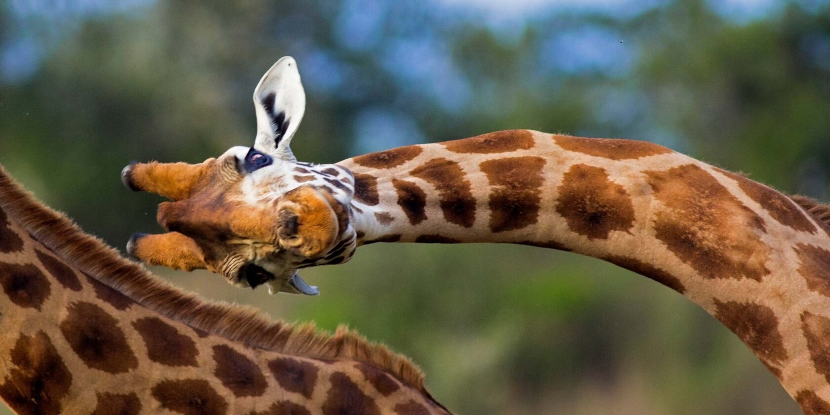 A giraffe bends its long neck to scratch its back using its head, with another giraffe partially visible in the foreground, creating a picturesque moment for any adventure traveler.