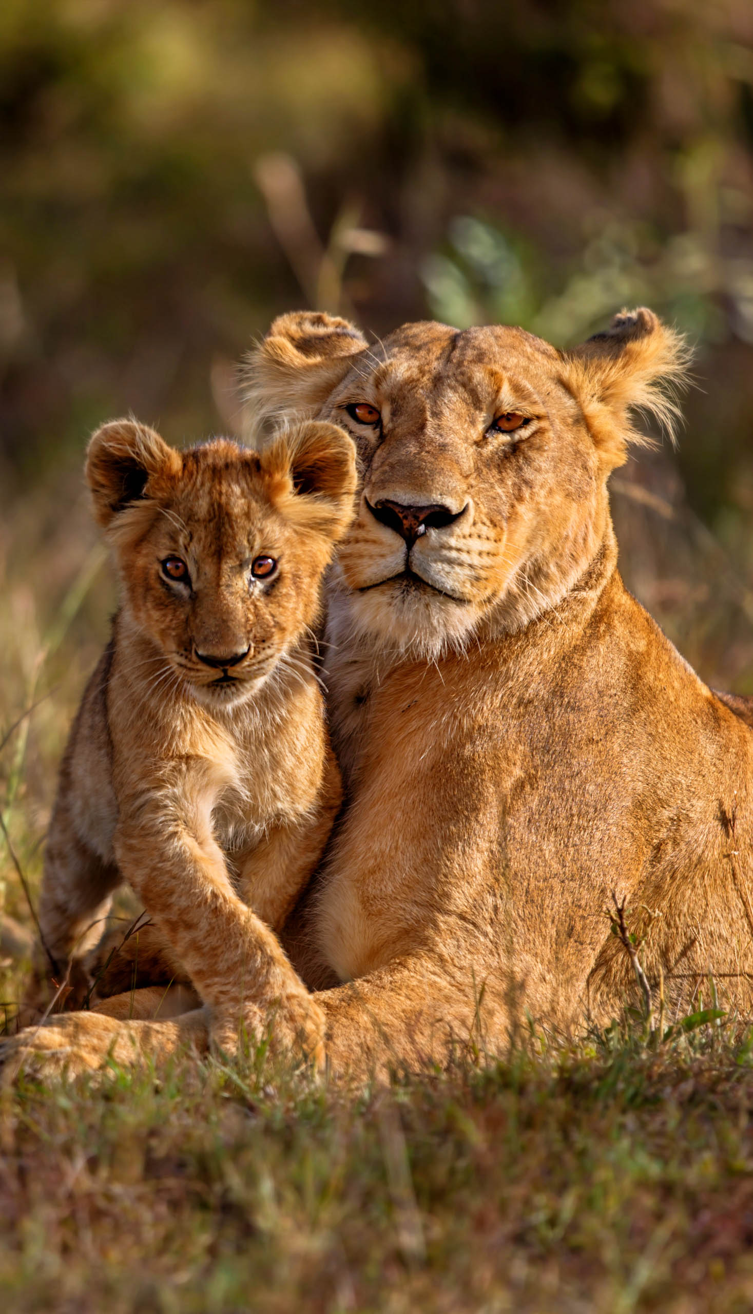 Two lions in the wild.