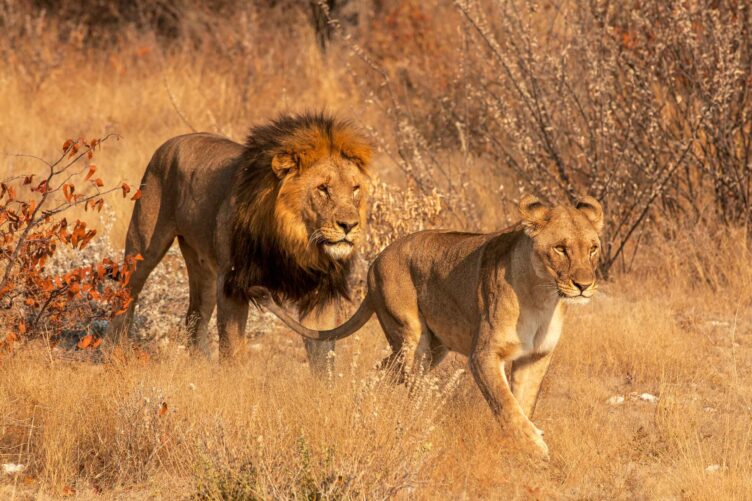 Two lions in the wild.
