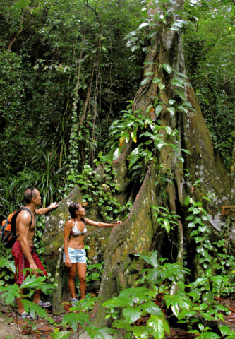 Two people journey through the dense forest of Palau, marveling at a large, ancient tree with extensive roots and climbing plants. The lush greenery and diverse foliage make this Pacific Island an enchanting travel destination.