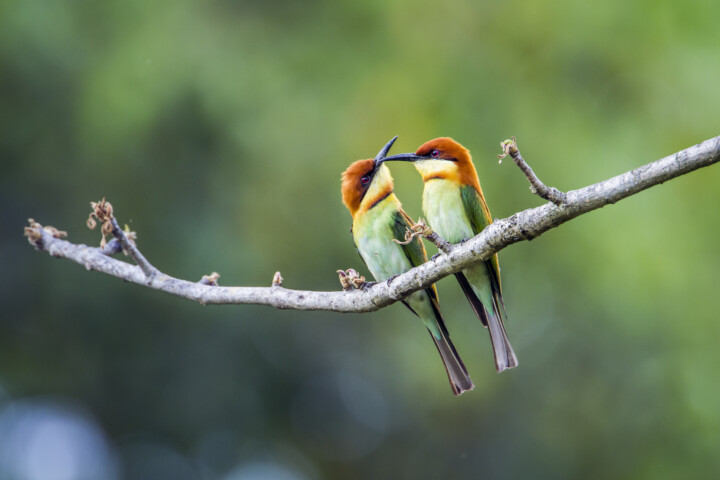 Two brightly colored birds, native to Nepal, perched on a branch facing each other with their beaks almost touching, set against a blurred green background.