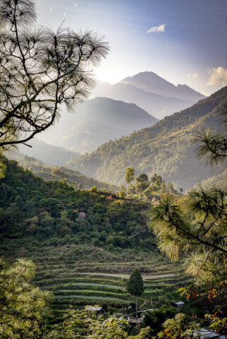 A scenic view of terraced fields and lush green hills with mist-covered mountains in the background, framed by pine tree branches, invites travelers to discover the serene beauty of Bhutan.