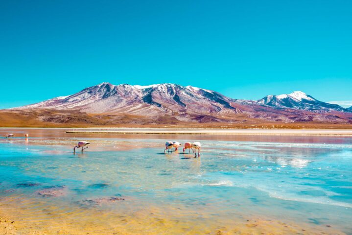 Flamingos feed in a shallow, reflective lake with snow-capped mountains in the background under a clear blue sky, creating an idyllic scene for your next adventure trip.