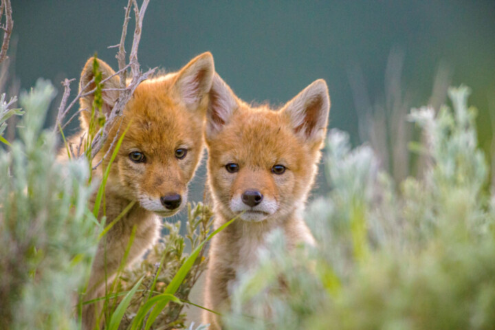 Two young foxes stand close together, partially hidden by tall grass and vegetation, as if ready to embark on an adventure, with one looking slightly to the left and the other straight ahead.