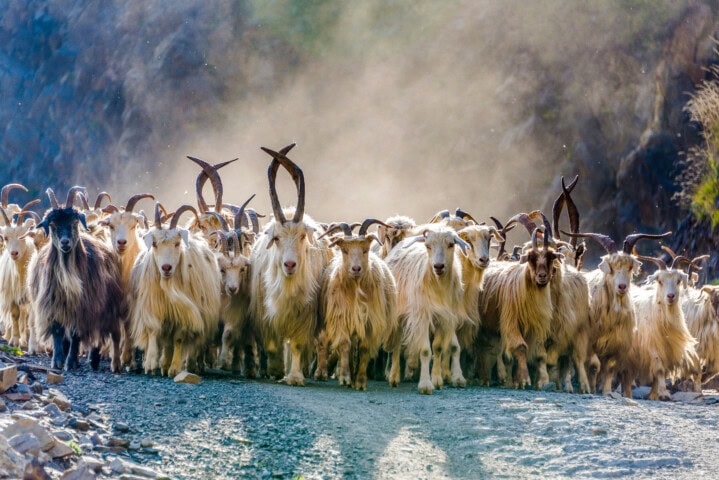 A herd of goats with long, curved horns walks down a rocky path in rural Georgia, kicking up dust as they move.