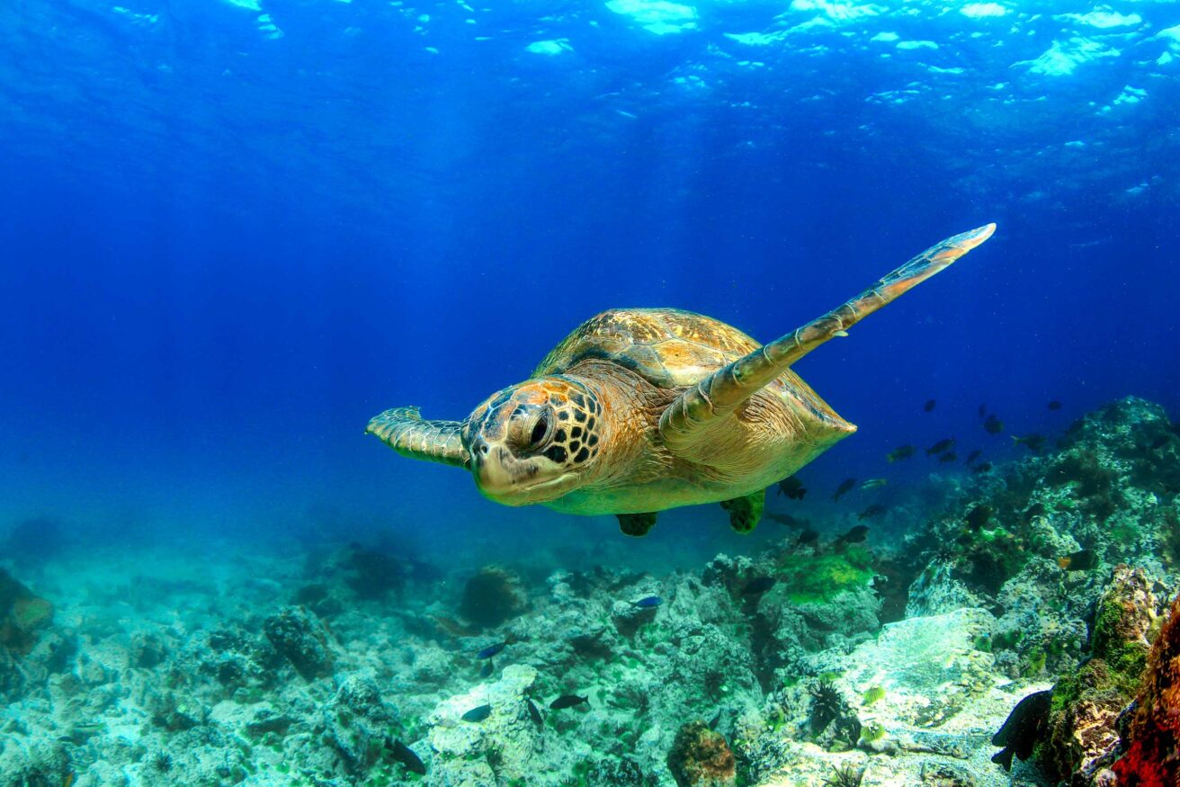 A sea turtle underwater.