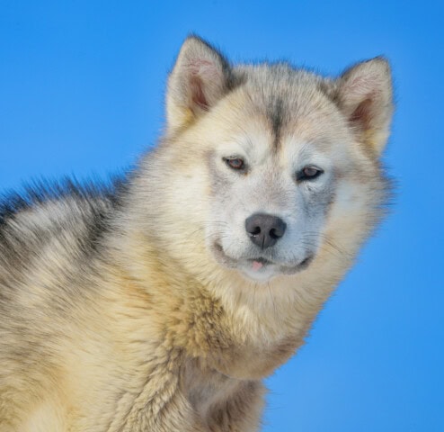 A close-up of a light-colored husky with dark fur accents, looking directly at the camera against a clear blue sky background, embodies the spirit of travel and adventure in Greenland.