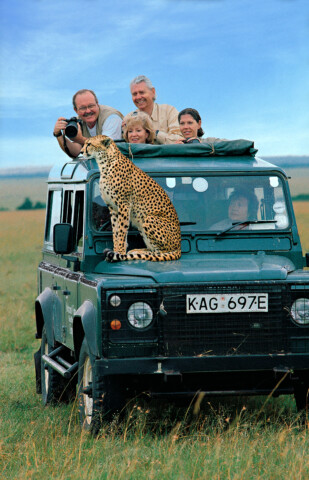 A group of people are on a guided safari tour in a jeep with a cheetah perched on the hood. The vehicle is in an open grassy area under a clear blue sky.