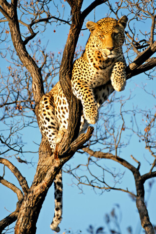 A leopard rests on the branches of a leafless tree against a blue sky, gazing directly ahead, as if watching an approaching traveler on their tour.