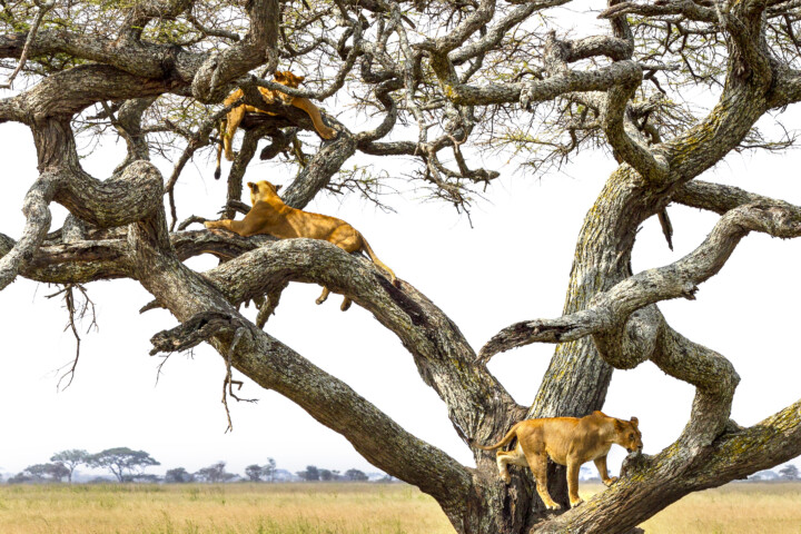 Three lions are resting on the branches of a large tree in a savannah landscape, an ideal backdrop for an adventurous hike. The tree has multiple thick, twisting branches and the open grassy plain is visible in the background.