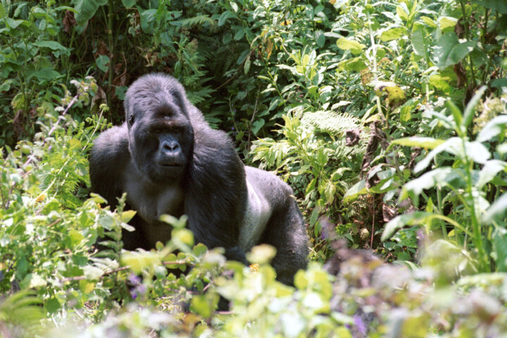 A gorilla is standing amidst dense green foliage, like a traveler on a jungle tour, looking directly ahead. The vegetation around it is lush and verdant.