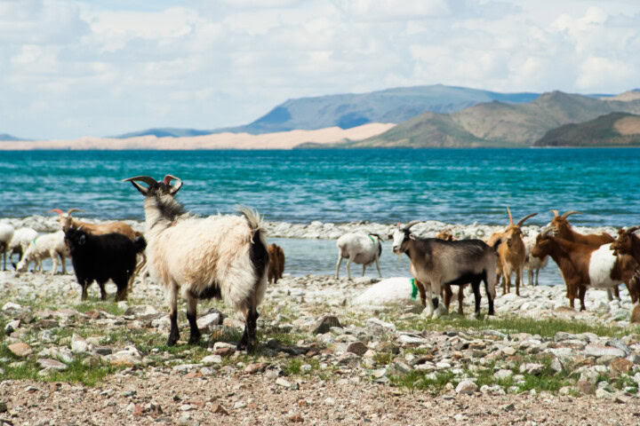 A herd of goats grazes on a rocky shoreline near a blue lake with mountains in the background under a partly cloudy sky, reminiscent of the serene landscapes often found in Mongolia.