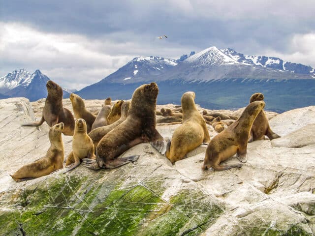 Seals rest on a rocky outcrop with snow-capped mountains and cloudy skies in the background, creating a serene scene reminiscent of Argentina’s stunning natural beauty.