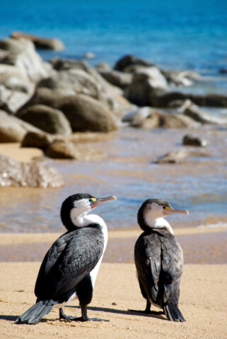 Two black and white seabirds with long necks and slender beaks stand on a sandy New Zealand beach, with rocks and blue ocean water in the background.