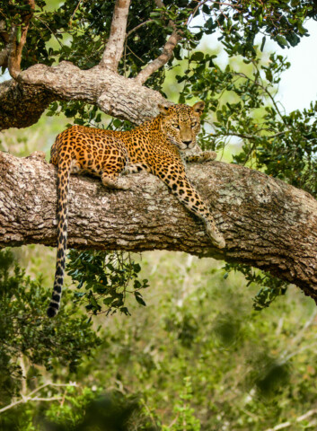 A leopard is lying on a tree branch surrounded by green foliage in Sri Lanka, perfectly blending into its natural habitat.