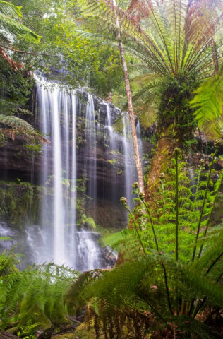 A waterfall cascades down a rocky cliff surrounded by lush green ferns and tropical plants in an Australian forest setting.