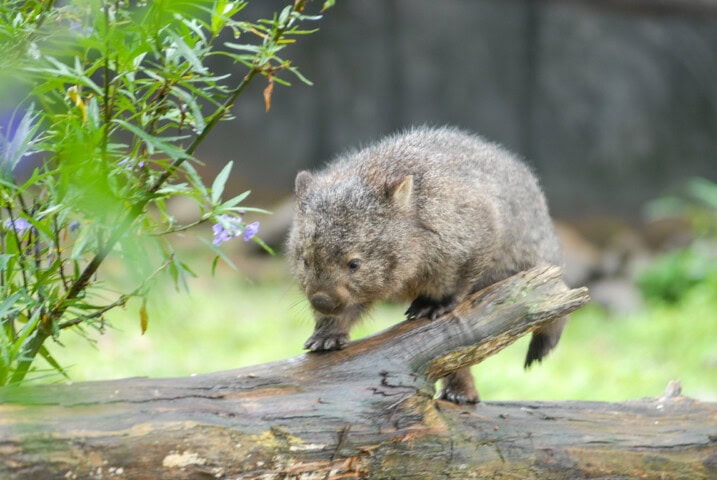 A wombat stands on a fallen tree trunk, surrounded by greenery and purple flowers, embodying the enchanting wilderness of Australia.