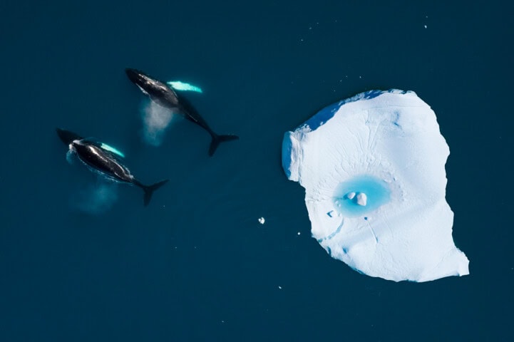 Aerial view of two whales swimming next to an ice floe in the deep blue ocean waters off Greenland.
