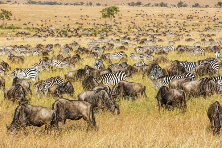A large group of zebras and wildebeests graze in a vast grassy savanna landscape under a clear sky, presenting an awe-inspiring scene for any traveler seeking adventure.
