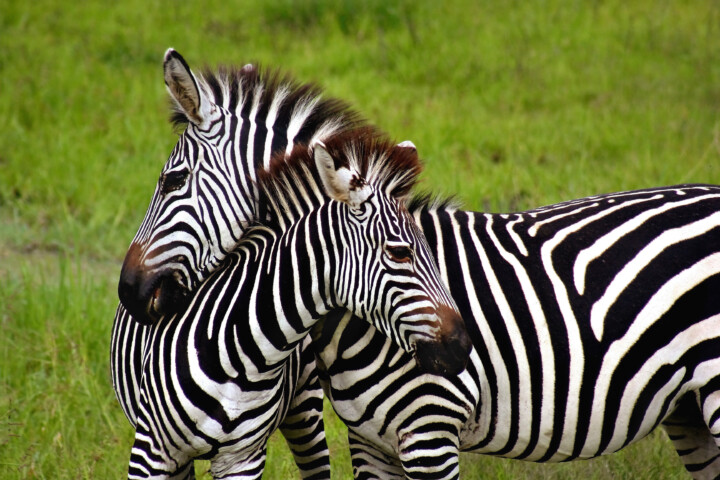 Two zebras with black and white stripes stand close together on a grassy plain. One zebra rests its head on the other's back, looking like seasoned travelers sharing a moment of respite on their long journey.