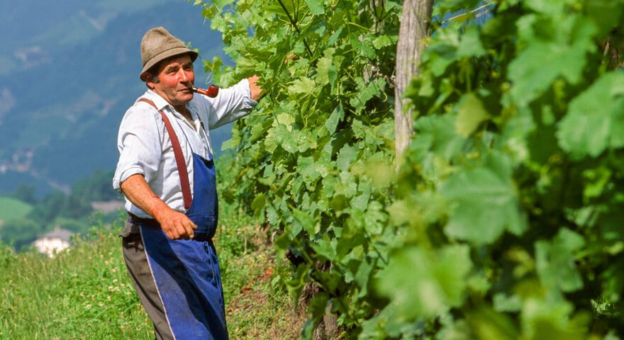 A man in a hat and blue apron is inspecting grapevines in a picturesque vineyard with the Dolomites rising majestically in the background. He is holding onto one of the vines, deeply focused on his outdoor work amidst this stunning travel destination.