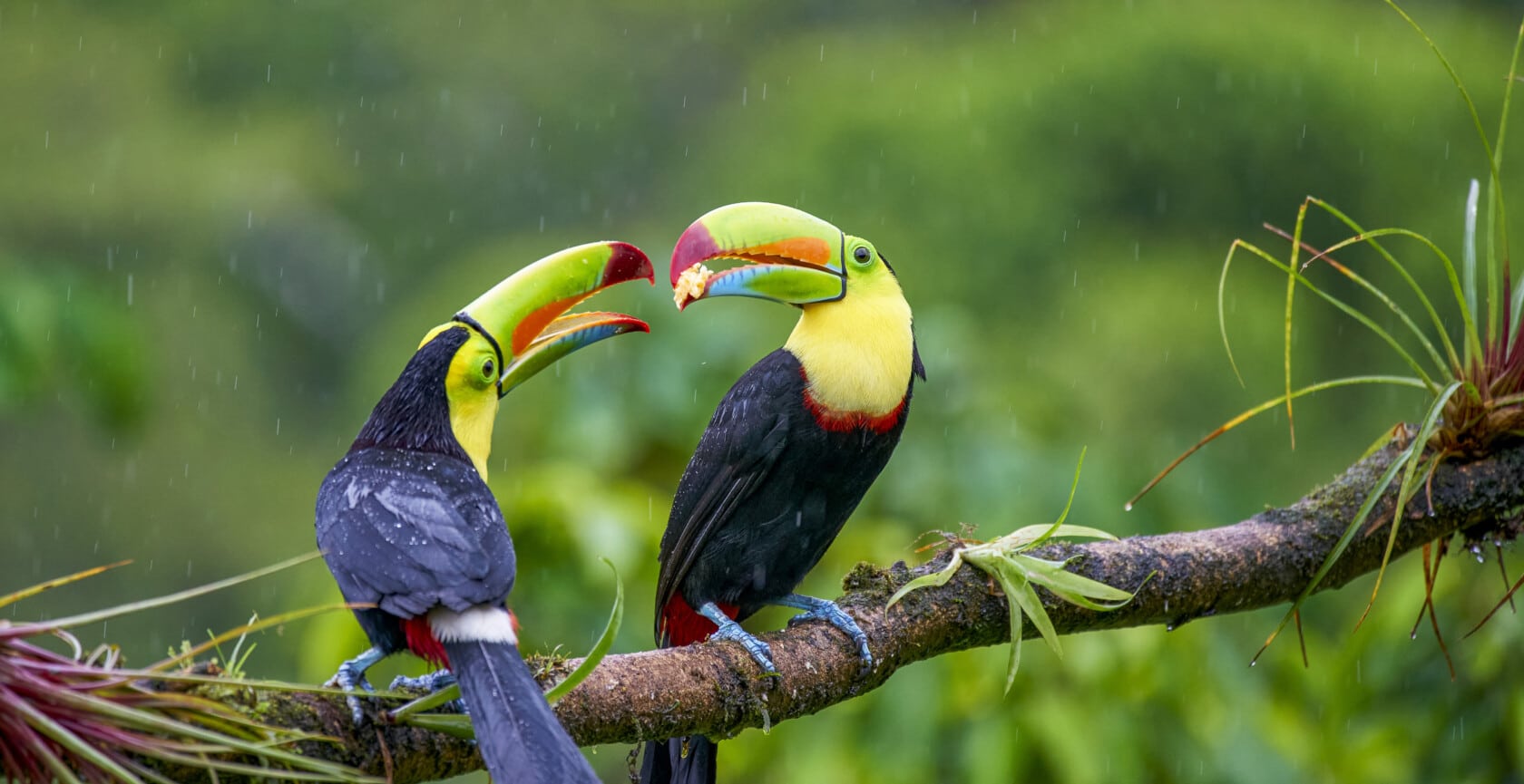 Two colorful toucans with large yellow and green beaks perched on a branch surrounded by greenery in the rain—a perfect image brought to you by the WT Toucan Club, where exclusive discounts and unique gifts await enthusiasts.