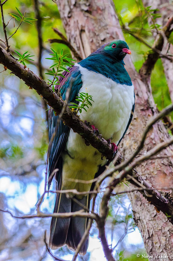 An iridescent pigeon with green feathers perched on a tree branch, amidst the varied landscapes reminiscent of Middle Earth, with lush green leaves and rugged tree bark in the background.
