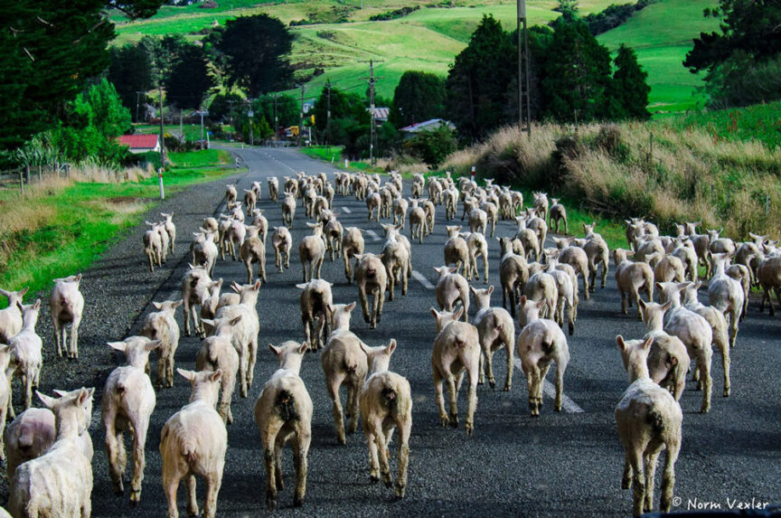 A flock of sheep meandering down a rural road amidst the varied landscapes of Middle Earth, surrounded by lush greenery and towering trees, heading away from the camera.