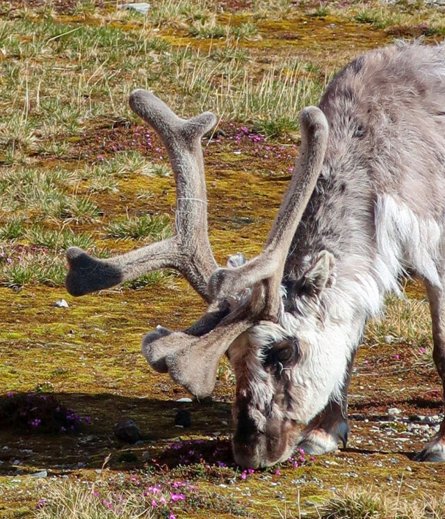 In Svalbard's sparse polar region, a reindeer with large, velvety antlers grazes on grass—a perfect snapshot of a wildlife adventure.