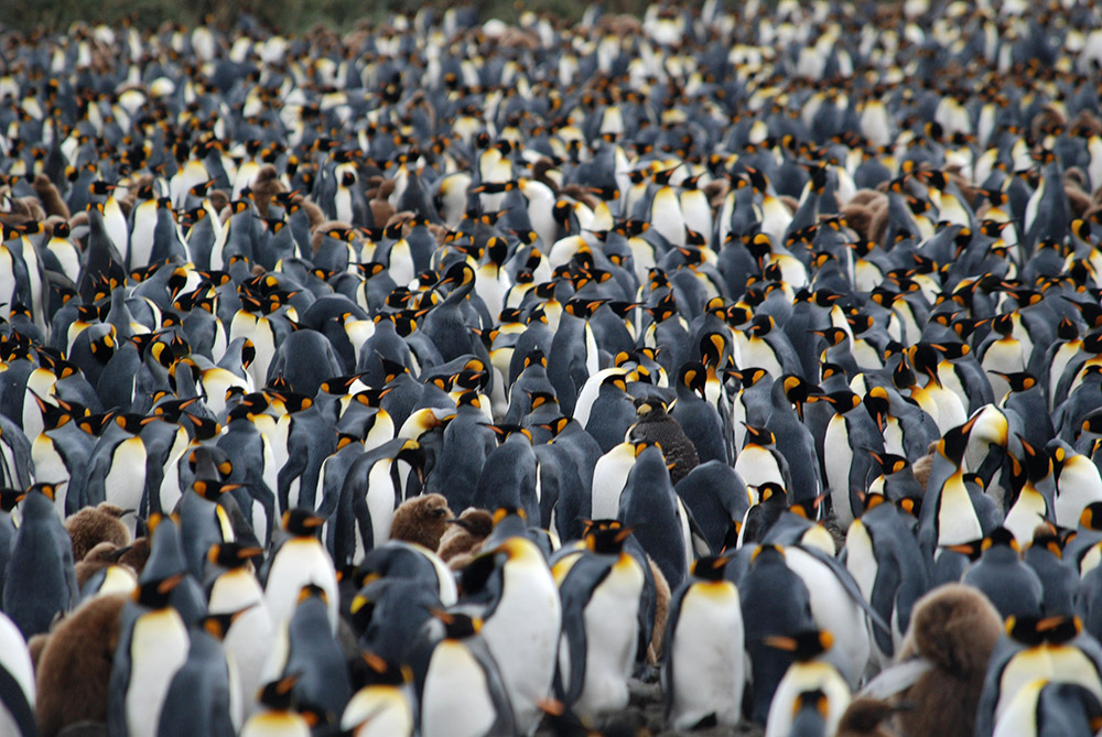 A densely packed colony of penguins stands together in Antarctica, forming a large group with black, white, and yellow plumage. Brown, fluffy penguin chicks are visible among the adults, showcasing the amazing wildlife of this icy region.