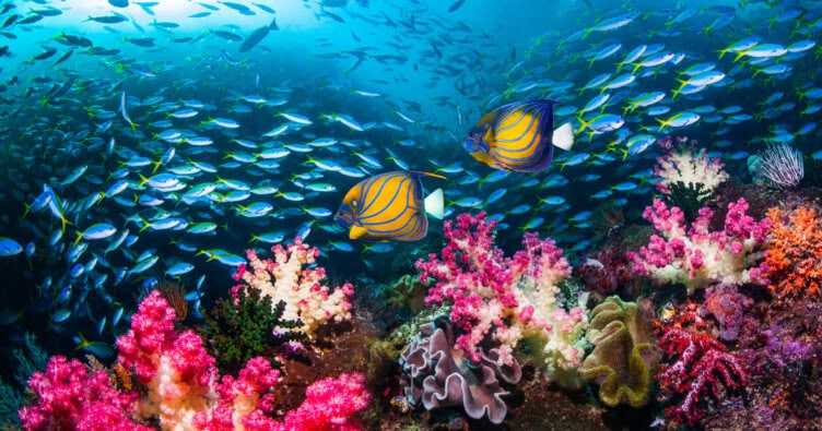 Explore the colorful coral reef of Raja Ampat, teeming with diverse marine life. Vibrant corals and numerous fish swim in clear blue waters. Check a travel guide for the best time to visit this underwater paradise.