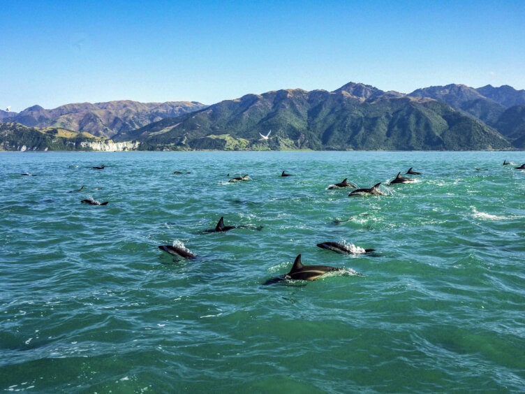 A group of dolphins swim in the ocean near a mountainous coastline under a clear blue sky—a must-see on any list of top things to do in New Zealand.