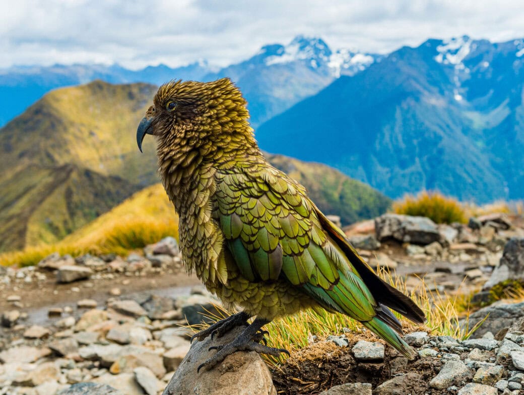A Kea parrot with green and brown plumage stands on rocky terrain against a backdrop of New Zealand's majestic mountains, a scene reminiscent of its stunning National Parks.