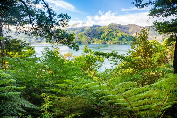Lush green foliage with ferns frames a scenic view of a calm lake and forested hills under a partly cloudy sky—a perfect travel destination for experiencing the natural beauty of New Zealand.