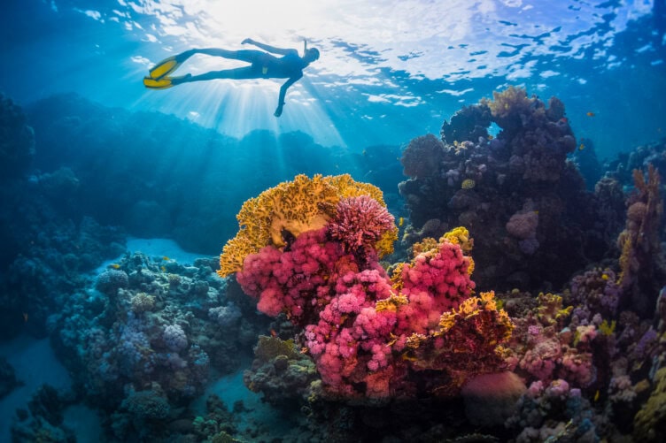 A snorkeler swims above vibrant coral reefs illuminated by sunlight in the clear blue waters of Raja Ampat, a travel paradise where timing your visit rewards you with unmatched marine beauty.