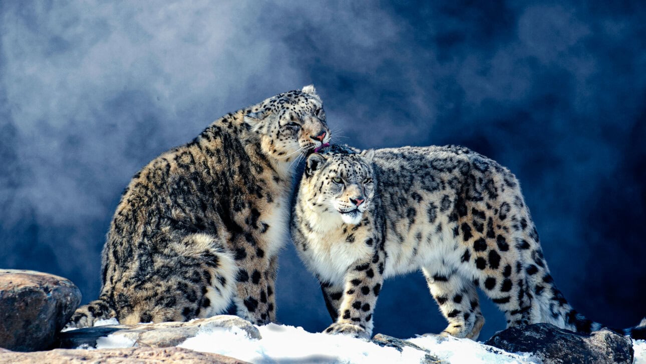 Two elusive snow leopards stand on the snowy ground, one gently licking the other's head against a foggy backdrop in India. It's a rare and magical moment, showcasing why understanding where and when to see these majestic creatures is so important.