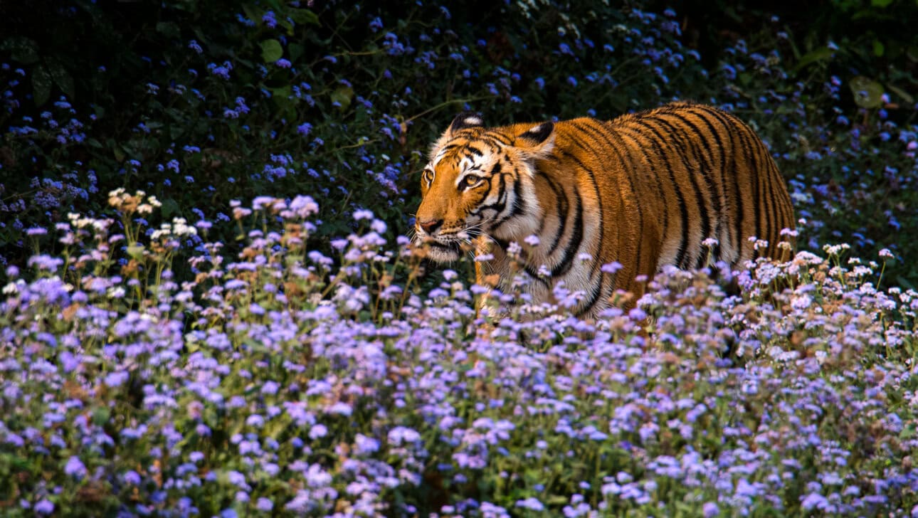 In India, a majestic tiger strolls through a field of purple flowers, its powerful form partially obscured by the delicate blossoms.