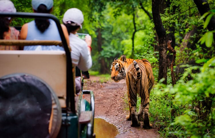 Amidst the lush forests of India, two majestic tigers stride gracefully along a dirt path, while enthralled visitors in a nearby vehicle capture the essence of wildlife tourism with their cameras.