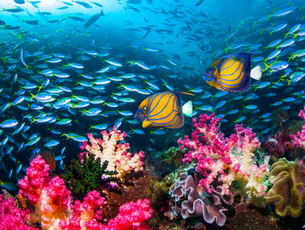 Discover a vibrant coral reef scene, perfect for your 2025 travel bucket list, with two striped fish weaving through vivid corals and a lively school of fish in clear blue waters.