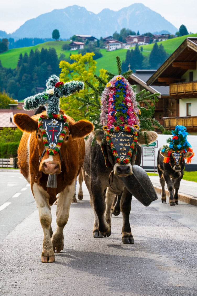 Cows adorned with colorful floral decorations and ornaments walk on a rural road in the Alps, with wooden houses and majestic mountains in the background.